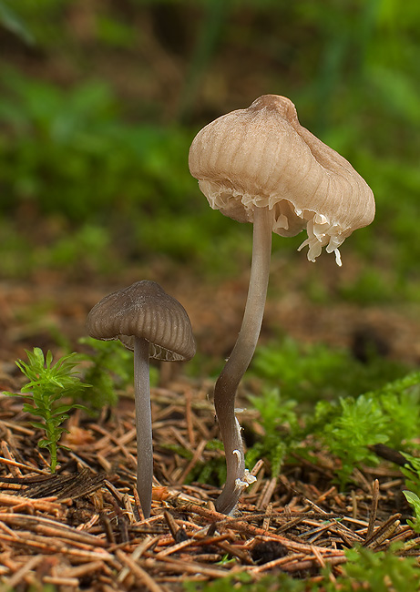 prilbička Mycena sp.