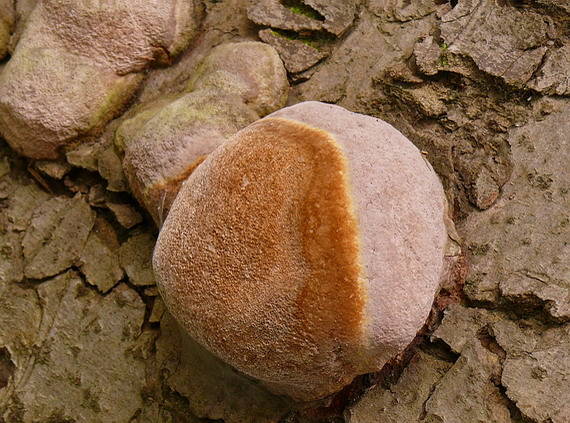 ohňovec Hartigov Phellinus hartigii (Allesch. & Schnabl) Pat.