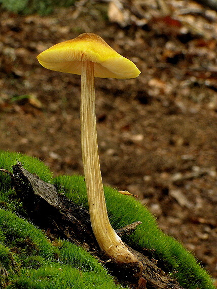 štítovka žltá Pluteus leoninus (Schaeff.) P. Kumm.