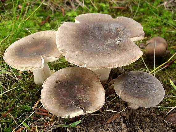 plávka modrozelená Russula parazurea Jul. Schäff.