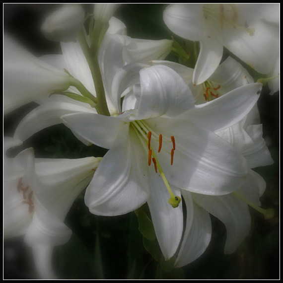 ľalia biela  Lilium candidum