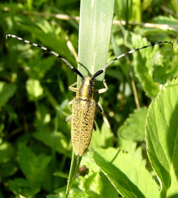 vrzúnik úzkoštitý Agapanthia villosoviridescens