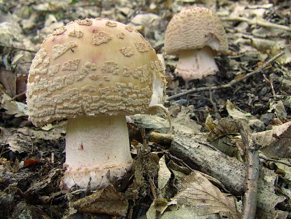 muchotrávka červenkastá Amanita rubescens Pers.