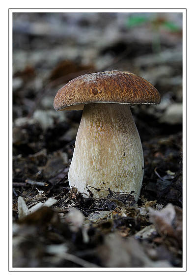 hríb dubový Boletus reticulatus Schaeff.