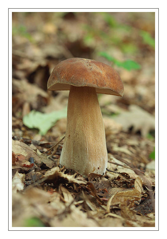 hríb dubový Boletus reticulatus Schaeff.