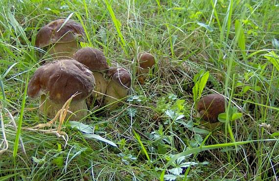 hríb dubový Boletus reticulatus Schaeff.