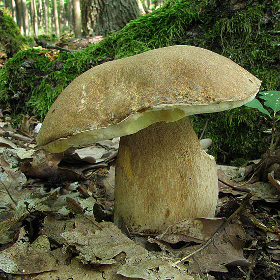 hríb dubový Boletus reticulatus Schaeff.