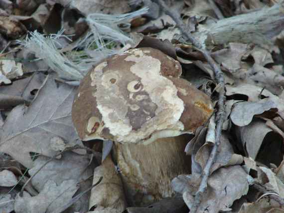 hríb dubový Boletus reticulatus Schaeff.