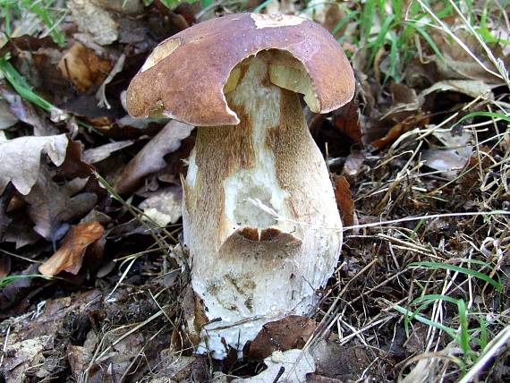 hríb dubový Boletus reticulatus Schaeff.