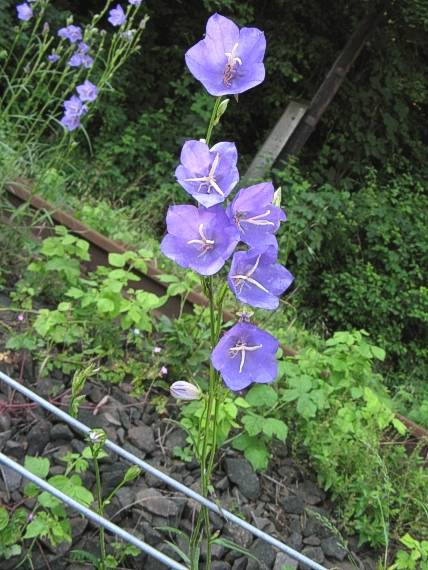 zvonček broskyňolistý Campanula persicifolia L.