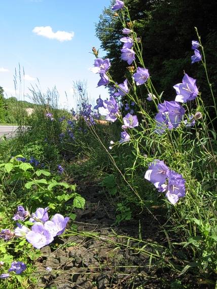 zvončeky kolónia Campanula persicifolia L.