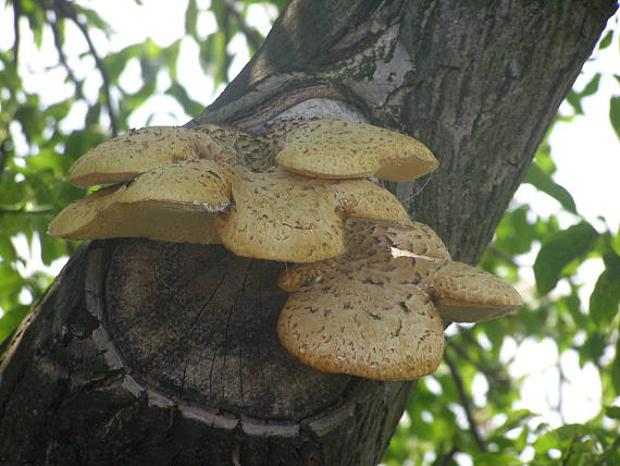 trúdnik šupinatý Cerioporus squamosus (Huds.) Quél.