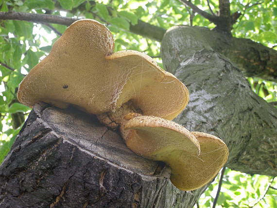 trúdnik šupinatý Cerioporus squamosus (Huds.) Quél.