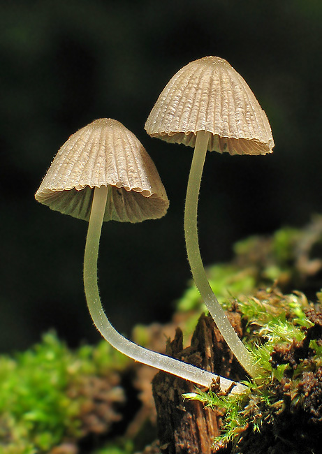 hnojník rozsiaty Coprinellus disseminatus (Pers.) J.E. Lange