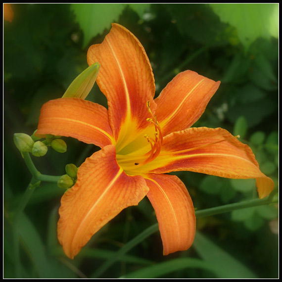 ľaliovka záhradná  Hemerocallis x hybrida