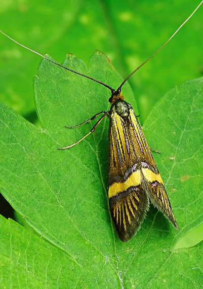 adéla De Geerova Adela degeerella