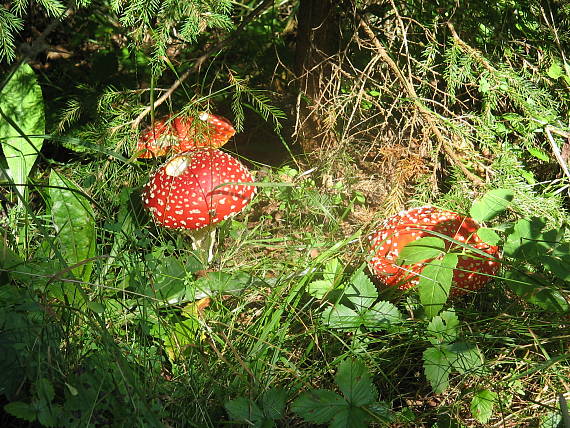 muchotrávka červená Amanita muscaria (L.) Lam.