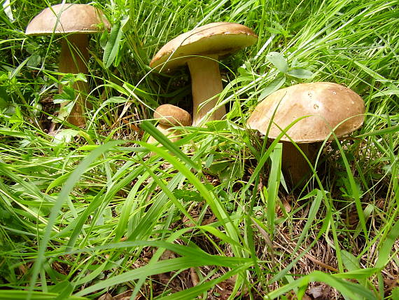 hríb smrekový Boletus edulis Bull.