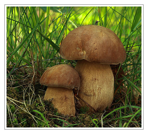 hríb dubový Boletus reticulatus Schaeff.