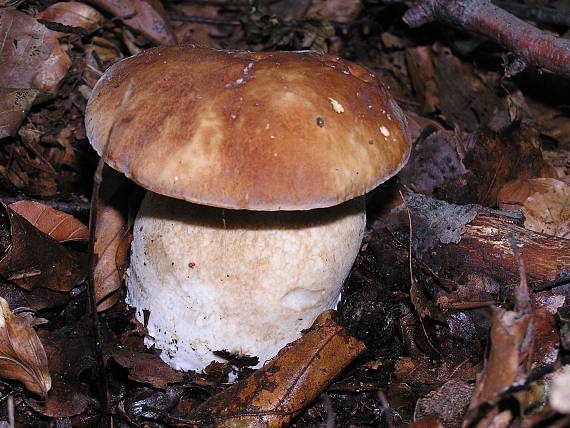 hríb dubový Boletus reticulatus Schaeff.