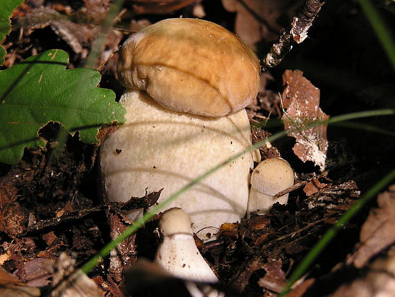 hríb dubový Boletus reticulatus Schaeff.