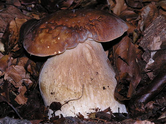 hríb dubový Boletus reticulatus Schaeff.