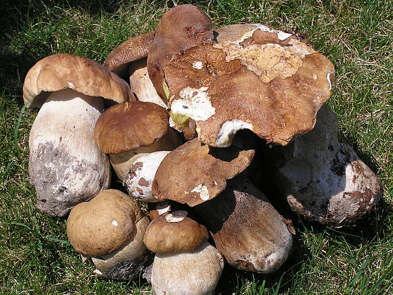 hríb dubový Boletus reticulatus