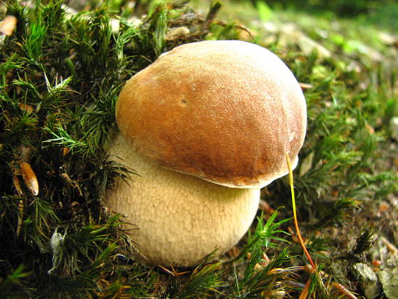 hríb dubový Boletus reticulatus Schaeff.