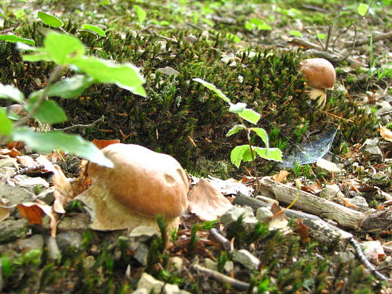 hríb dubový Boletus reticulatus Schaeff.