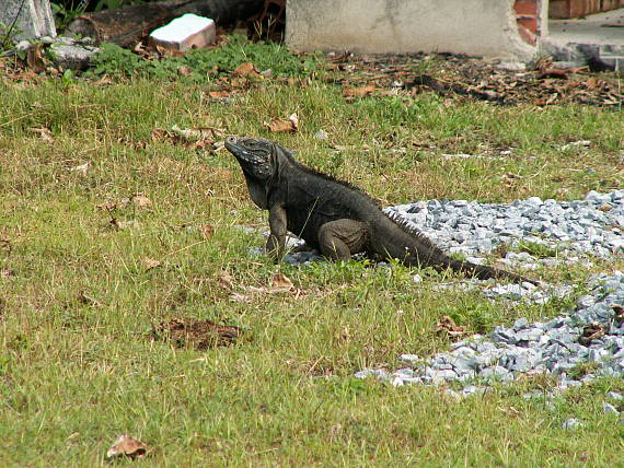 leguan kubansky Cyclura nubila