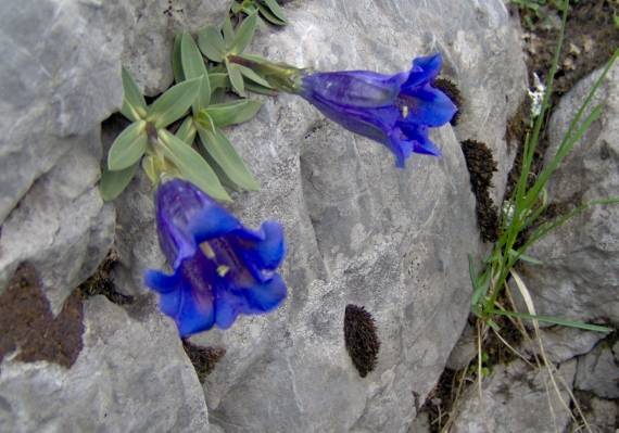 horec clusiov Gentiana clusii Perr. et Songeon