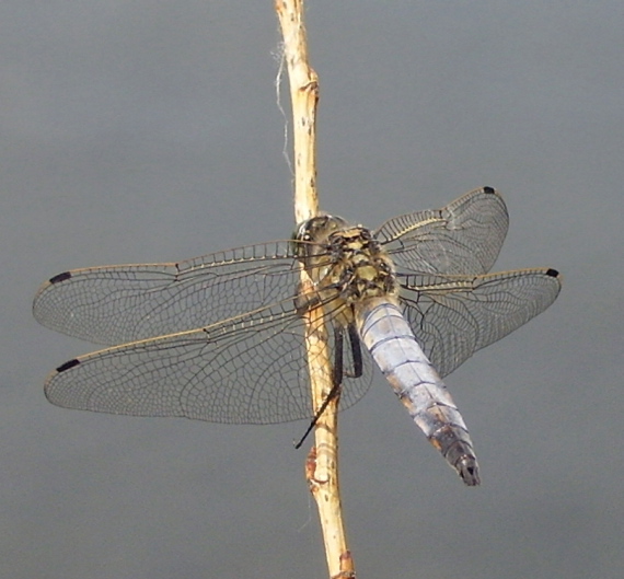 vážka rybničná Orthetrum cancellatum