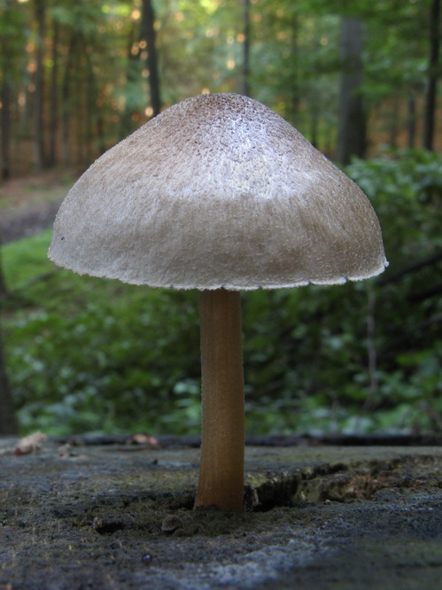 štítovka jelenia Pluteus cervinus (Schaeff.) P. Kumm.