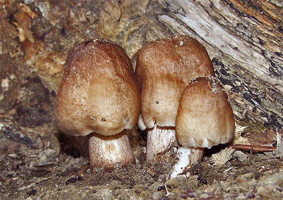 štítovka Pluteus sp.