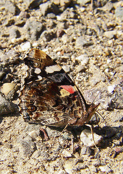 babôčka admirálska Vanessa atalanta L.