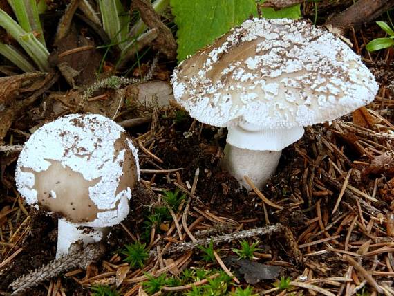 muchomůrka šedivka - Muchotrávka hrubá Amanita excelsa (Fr.) Bertill.