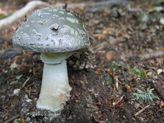 muchotrávka hrubá Amanita excelsa (Fr.) Bertill.