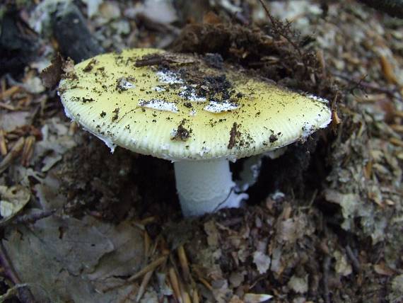 muchotrávka slamovožltá Amanita gemmata (Fr.) Bertill.