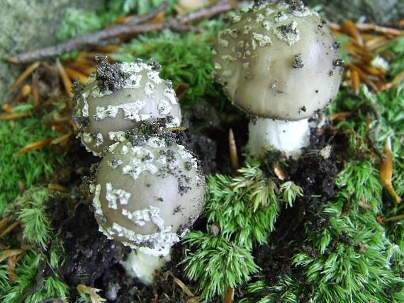 muchotrávka Amanita sp.