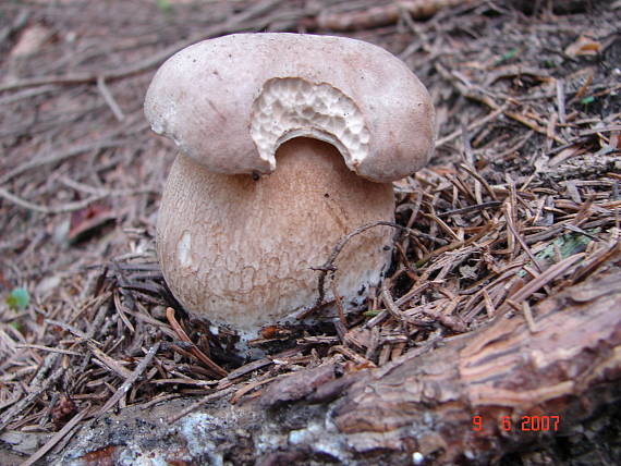 hríb smrekový Boletus edulis Bull.