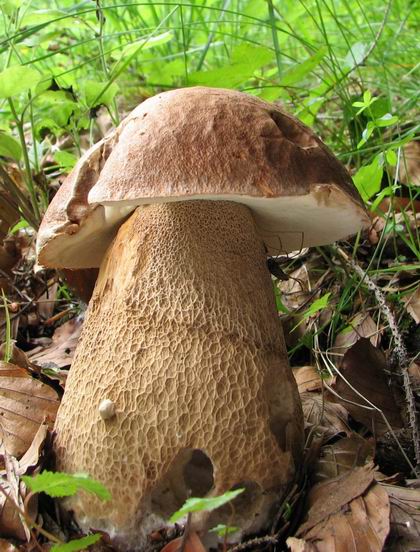 hríb dubový Boletus reticulatus Schaeff.