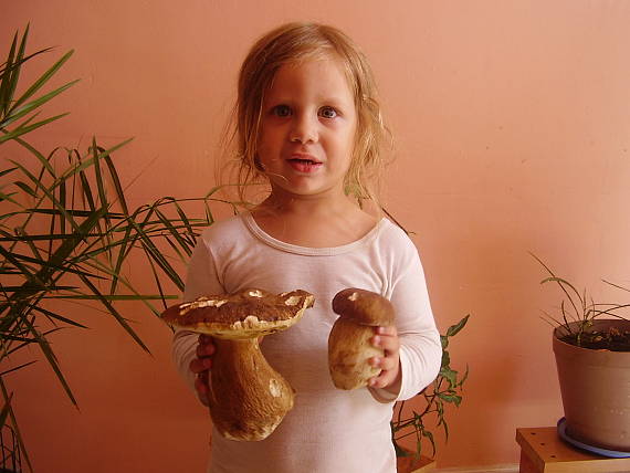 hríb dubový Boletus reticulatus