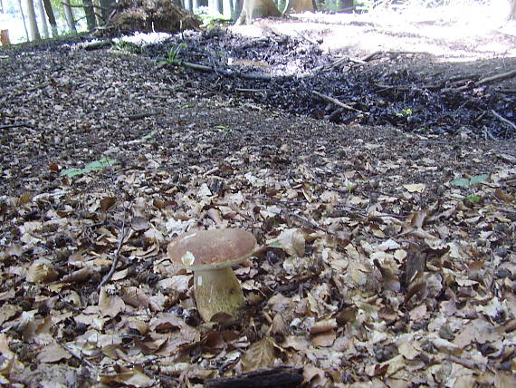 hríb dubový Boletus reticulatus Schaeff.