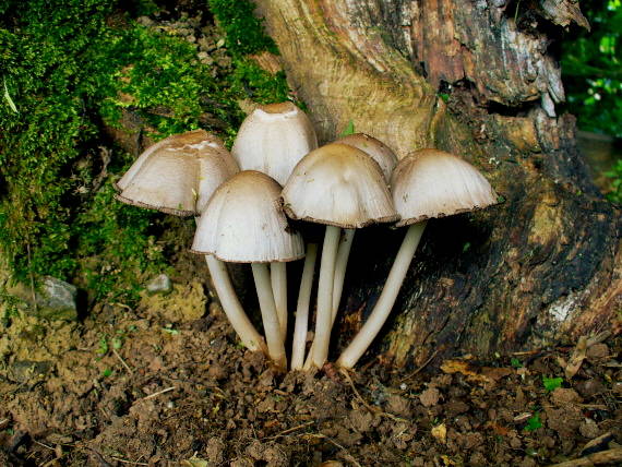 hnojník atramentový Coprinopsis atramentaria (Bull.) Redhead, Vilgalys & Moncalvo