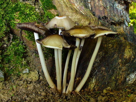 hnojník atramentový Coprinopsis atramentaria (Bull.) Redhead, Vilgalys & Moncalvo