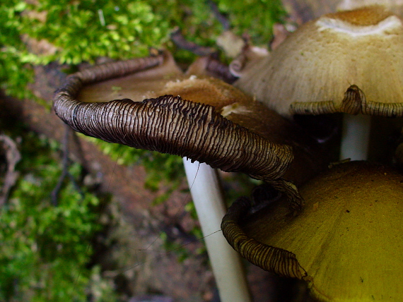 hnojník atramentový Coprinopsis atramentaria (Bull.) Redhead, Vilgalys & Moncalvo