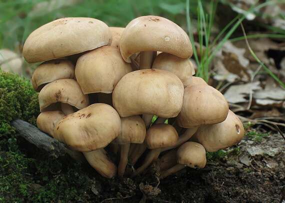 peniazovka vretenovitohlúbiková Gymnopus fusipes (Bull.) Gray