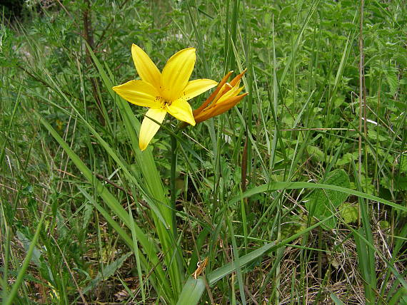 ľaliovka záhradná Hemerocallis x hybrida