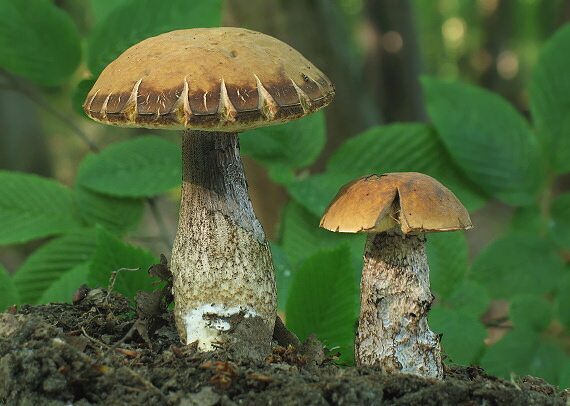 kozák hrabový Leccinum pseudoscabrum (Kallenb.) Šutara