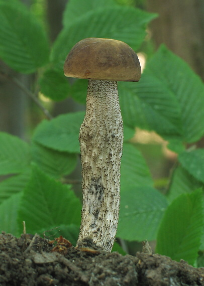 kozák hrabový Leccinum pseudoscabrum (Kallenb.) Šutara